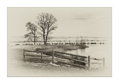 Whooping Willow Lake