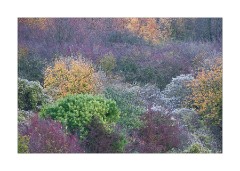 Autumn Colour in the Chilterns