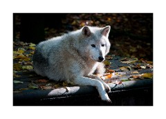 Cotswolds Wild Life Park - Grey Wolf