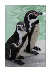Cotswolds Wild Life Park - Humboldt Penguins