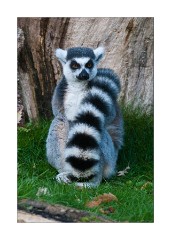 Cotswolds Wild Life Park - Lemur
