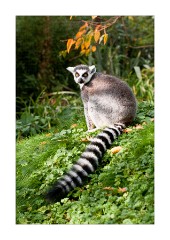 Cotswolds Wild Life Park - Ring-Tailed Lemur