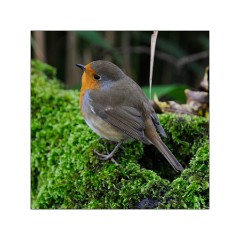 Cotswolds Wild Life Park - Robin