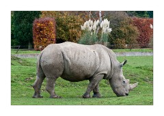 Cotswolds Wild Life Park - Southern White Rhino