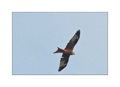 Red Kite in the Chilterns