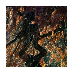 Westonburt Arboretum -  Sunlight through a tree