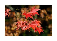 Westonburt Arboretum - Autumn Colour