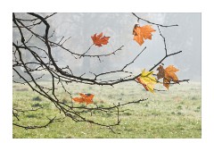 Westonburt Arboretum - Last of the leaves
