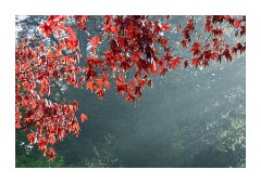 Westonburt Arboretum - Light through the trees