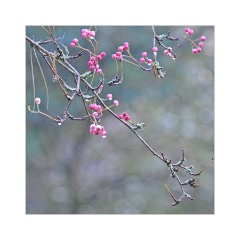 Westonburt Arboretum - Pink berries