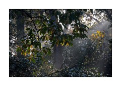 Westonburt Arboretum - Shafts of Light