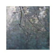 Westonburt Arboretum - Spider webs