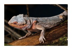 Bearded Lizard