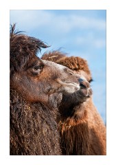 Camels