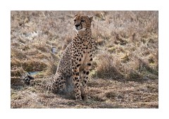 Cheetah enjoying the sun