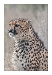 Cheetah enjoying the winter sun