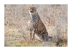Cheetah watching us