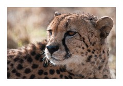 Close up of a Cheetah