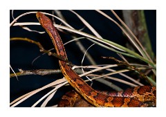 Corn Snake