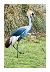 Crowned Crane