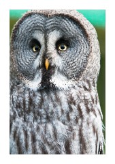 Great Grey Owl