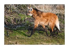 Maned Wolf