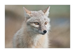 Hamerton Zoo February 2010