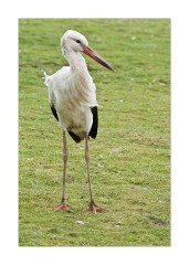 White Stork