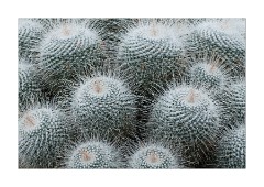 Cactus 2 Princess of Wales Conservatory