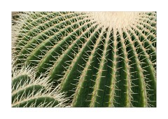 Cactus 3 Princess of Wales Conservatory