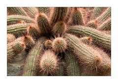 Cactus 4 Princess of Wales Conservatory