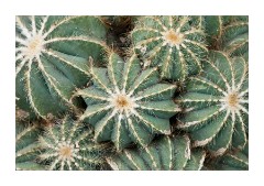 Catus 1 Princess of Wales Conservatory