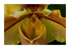 Close up of an Orchid in the Princess of Wales Conservatory