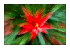 Hint of Red, Princess of Wales Conservatory