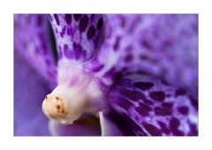 Kew Gardens February 2010