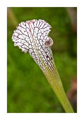 In the cooler green house at the Princess of Wales Conservatory