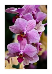 Mauve against apricot orchids at the Princess of Wales Conservatory