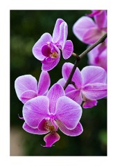 Orchid splendor,  Princess of Wales Conservatory