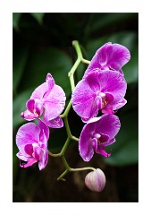 Orchids in Blossom, Princess of Wales Conservatory