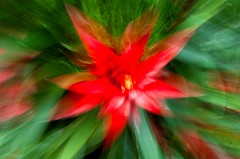 Princess of Wales Conservatory