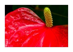 The Princess of Wales Conservatory