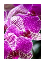Trio of Orchids, Princess of Wales Conservatory