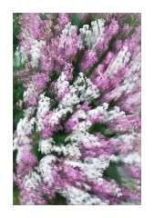 Tropical Extravaganza, Princess of Wales Conservatory