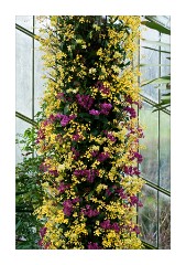 View of one of the towers of flowers at the Princess of Wales Conservatory
