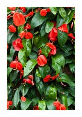 View of one of the towers of leaves and flowers at the Princess of Wales Conservatory