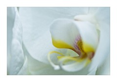 Vision in White, Princess of Wales Conservatory