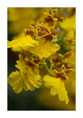 Vision in Yellow Princess of Wales Conservatory