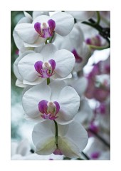 White Orchids, Princess of Wales Conservatory