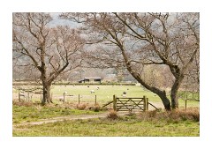 Sheep and Lambs at Grange