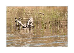 Spring has arrived, Brother's Water